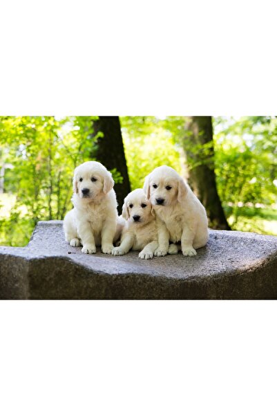 media Tablou canvas Caini7, 45 x 30 cm