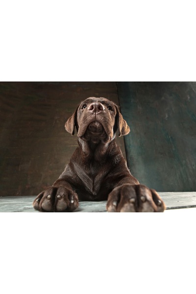 media Tablou canvas Caini15, 105 x 70 cm