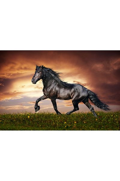 media Canvas painting Horses 3, 105 x 70 cm