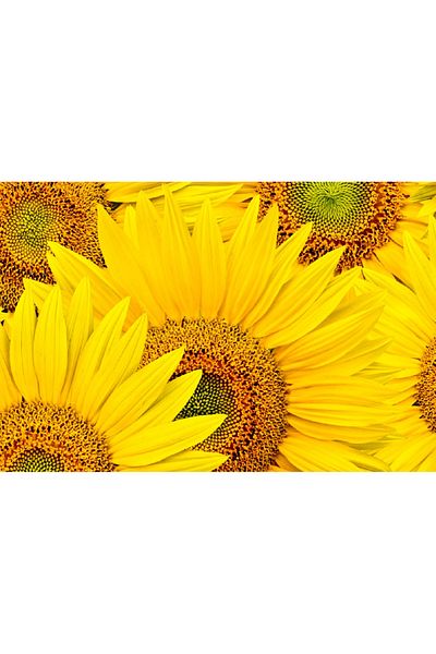 media Canvas painting Flowers 2, 90 x 60 cm