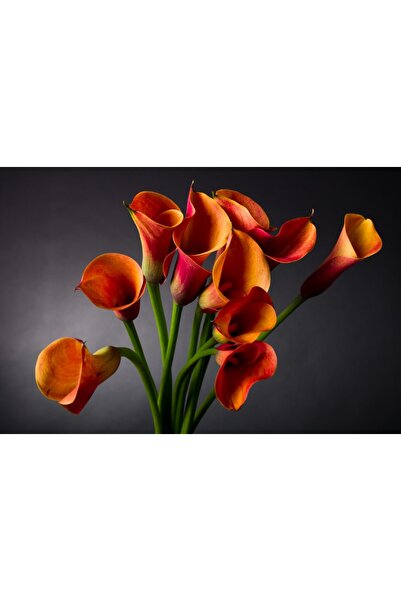 media Tablou canvas Flori, cale, portocaliu, buchet, 45 x 30 cm