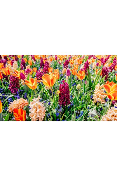 media Tablou canvas Flori125, 75 x 50 cm