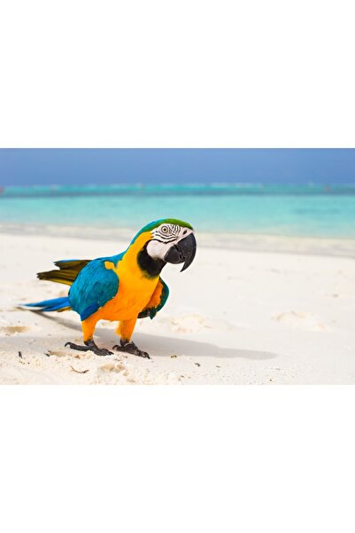 media Tablou canvas Pasari12, 90 x 60 cm