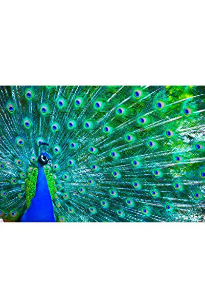 media Tablou canvas Paun 1, 60 x 40 cm