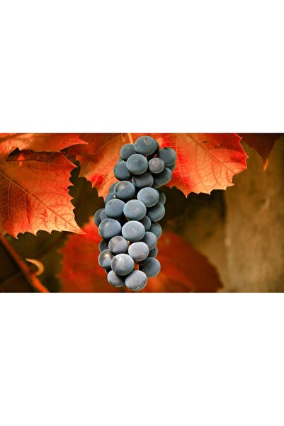 media Tablou canvas Ciorchine, 75 x 50 cm