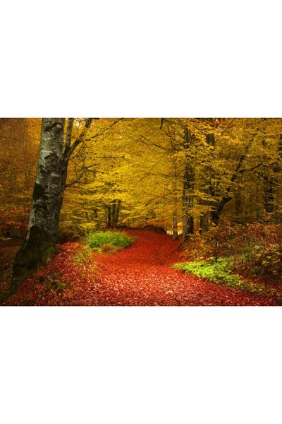 media Tablou canvas Padure toamna, frunze rosii, 90 x 60 cm