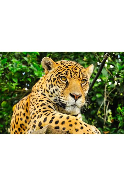 media Canvas painting Animal29, 105 x 70 cm