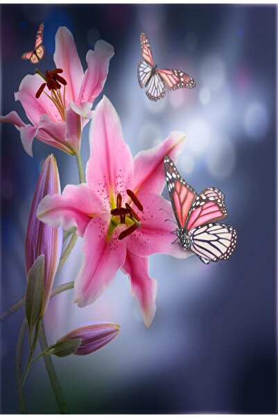 media Tablou canvas Crini roz, fluturi, 70 x 105 cm