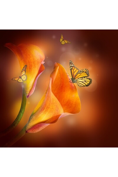 media Tablou canvas Crini portocalii, fluturi, 80 x 80 cm