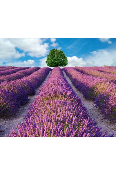 media Fototapet de perete autoadeziv si lavabil Lavanda3, 350 x 200 cm