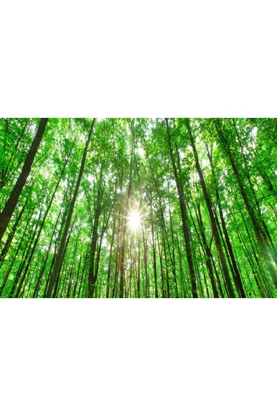 media Tablou canvas Padure64 cu soare, 60 x 40 cm