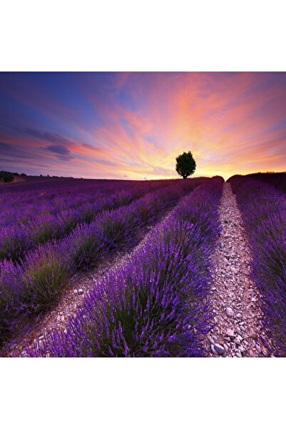 media Tablou canvas Camp lavanda, copac, apus de soare, 70 x 70 cm