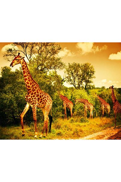 media Canvas painting Giraffes in the savannah, 90 x 60 cm