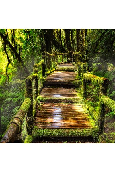 media Tablou canvas Padure pluviala, scari acoperite cu muschi, 50 x 50 cm