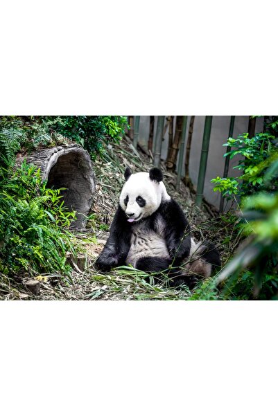 media Tablou canvas Animal16, 105 x 70 cm