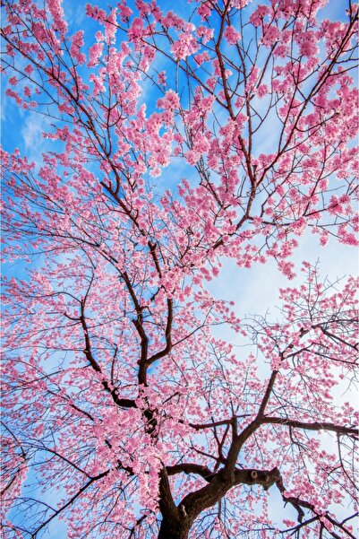 media Tablou canvas Flori155, 60 x 90 cm