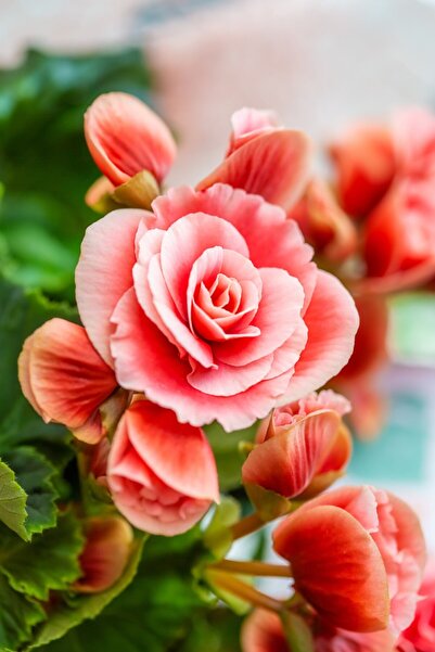 media Tablou canvas Flori159, 50 x 75 cm