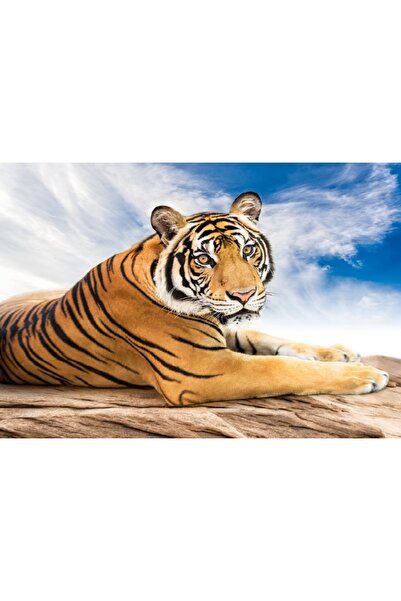 media Tablou canvas Animal8, 105 x 70 cm