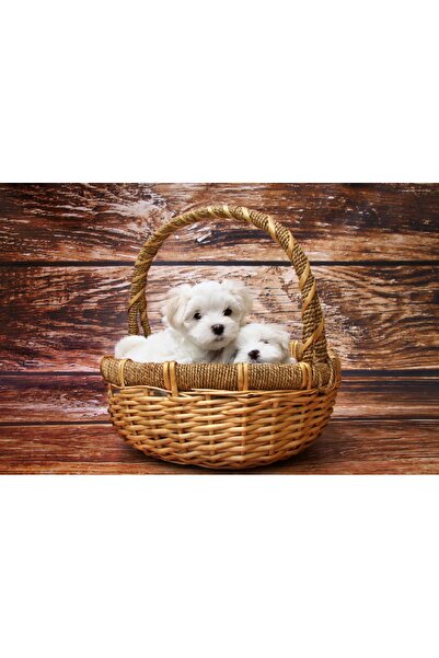 media Tablou canvas Caini 1, 105 x 70 cm