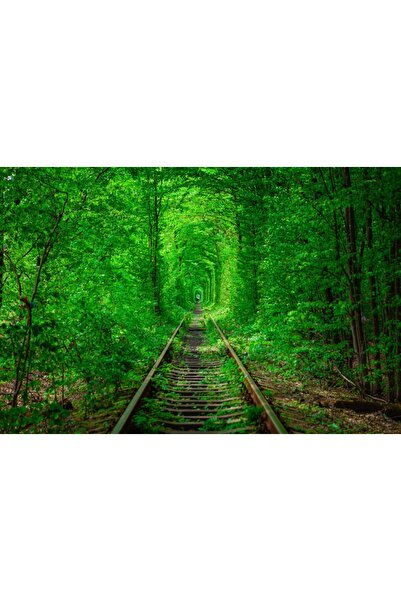 media Tablou canvas Padure10, 75 x 50 cm