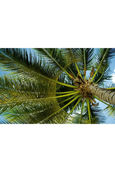 media Tablou canvas Sub palmier, 45 x 30 cm