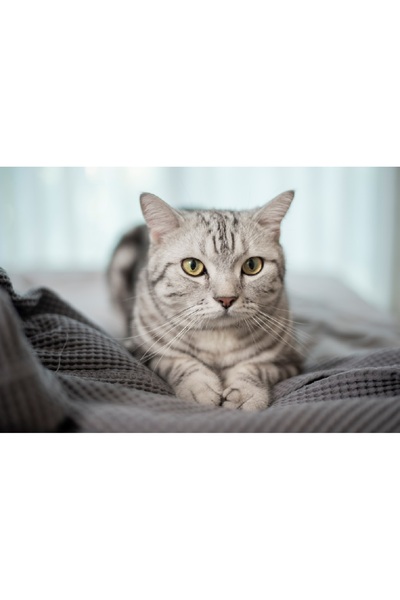 media Tablou canvas Pisici12, 60 x 40 cm