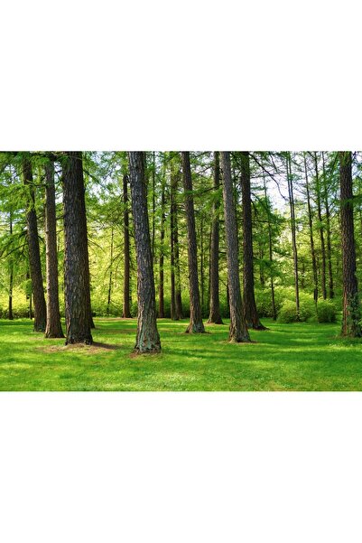 media Tablou canvas Padure6, 60 x 40 cm