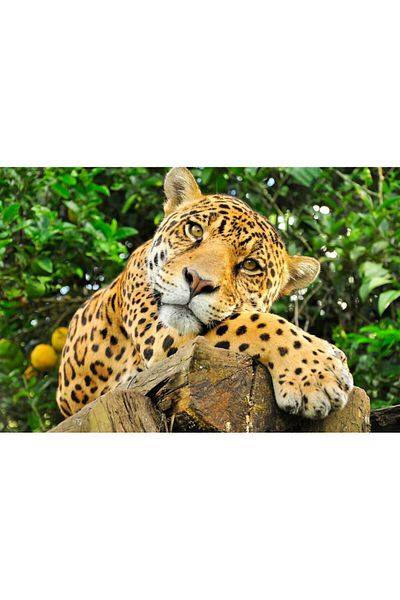 media Fototapet de perete autoadeziv si lavabil Animal37 Jaguar, 270 x 200 cm