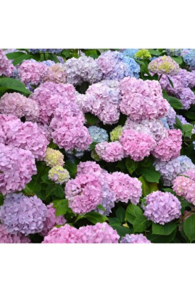 media Tablou canvas Flori hortensie roz, 80 x 80 cm