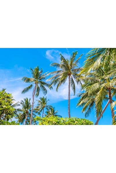 media Tablou canvas Palmier40, 90 x 60 cm