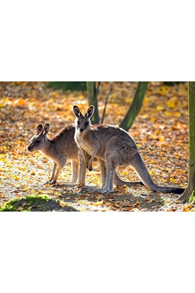 media Tablou canvas Animal45, 75 x 50 cm