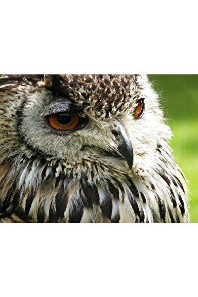 media Tablou canvas Bufnita 1, 90 x 60 cm