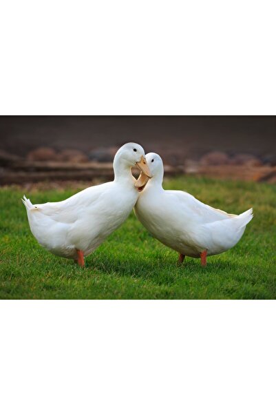 media Tablou canvas Pasari21, 105 x 70 cm