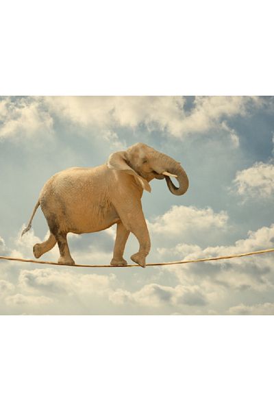 media Canvas painting Elephant Acrobat, 60 x 40 cm