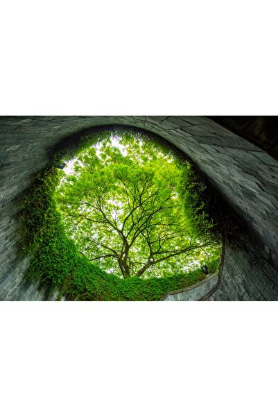 media Tablou canvas Padure17, 75 x 50 cm