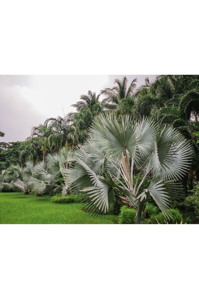 media Tablou canvas Padure46, 90 x 60 cm