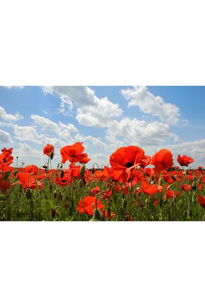 media Canvas painting Flowers 10, 90 x 60 cm