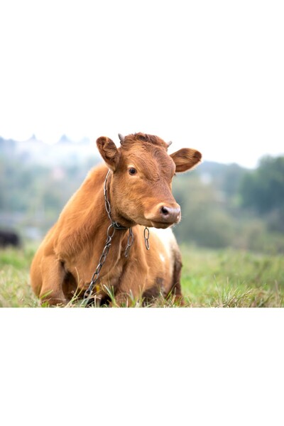 media Tablou canvas Animal34, 45 x 30 cm