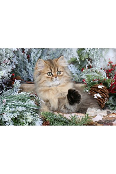 media Tablou canvas Pisica 2, 60 x 40 cm