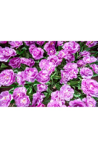 media Tablou canvas Flori121, 60 x 40 cm