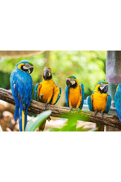 media Tablou canvas Pasari7, 75 x 50 cm