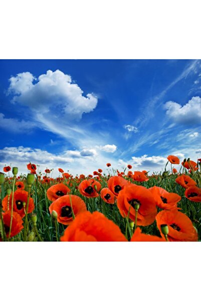 media Tablou canvas Maci pe camp, vara, 70 x 70 cm