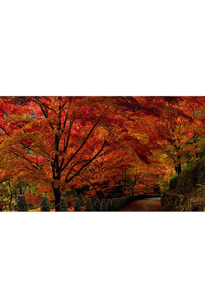 media Fototapet de perete autoadeziv si lavabil Gradina japoneza, 220 x 135 cm