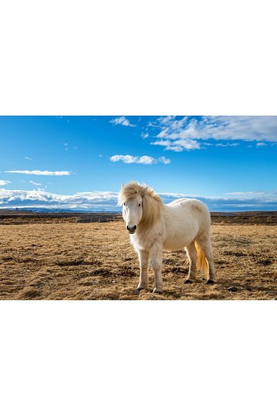 media Fototapet de perete autoadeziv si lavabil Animal48 Cal islandez, 200 x 150 cm