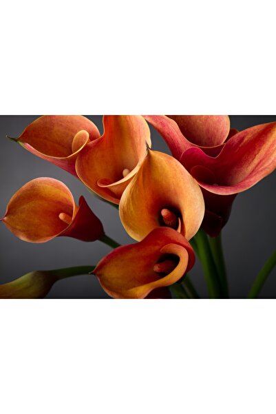 media Tablou canvas Flori, cale, portocaliu, buchet2, 90 x 60 cm