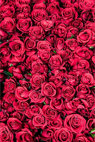 media Tablou canvas Flori81, 30 x 45 cm