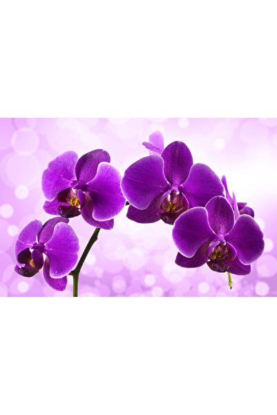 media Tablou canvas Flori 14, 60 x 40 cm