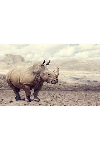 media Canvas painting Animal23, 105 x 70 cm