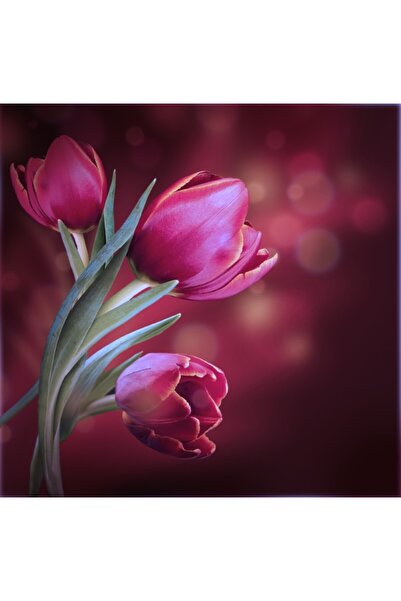 media Tablou canvas Lalele mov, buchet, 50 x 50 cm