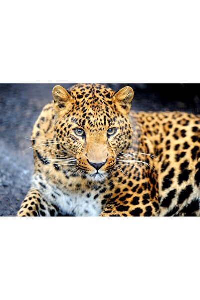 media Tablou canvas Leopard, 105 x 70 cm